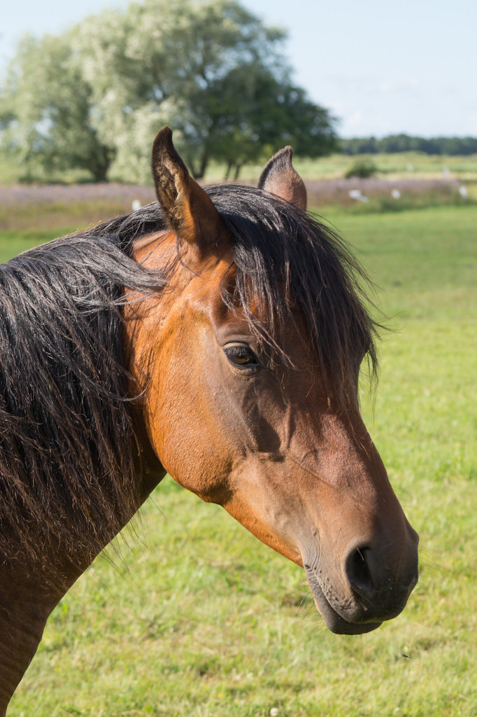 Pferd DSC01621