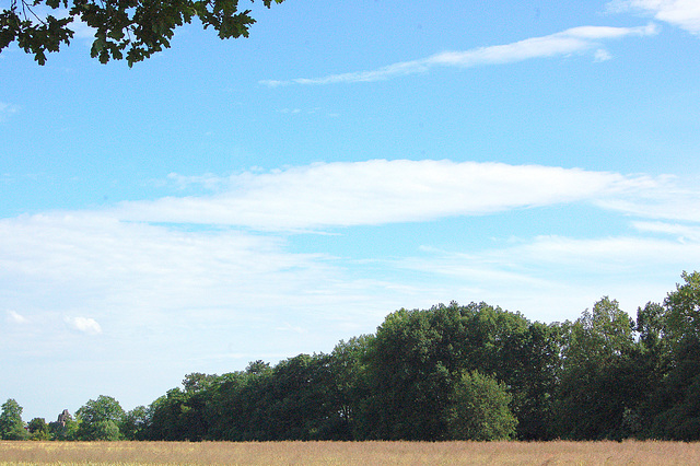 Arbareto kaj nubo (Wäldchen und Wolke)