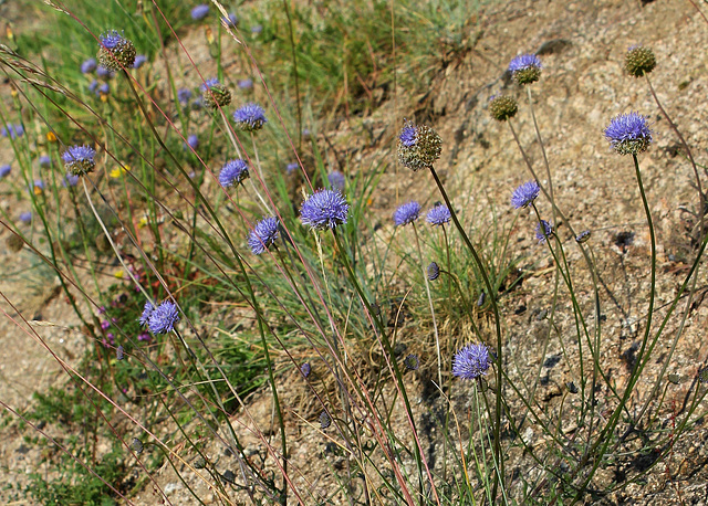 Jasione montana (5)