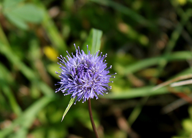 Jasione montana