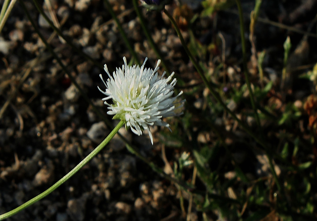 Jasione montana - Forme blanche