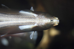 Vieraugenfisch (Wilhelma)