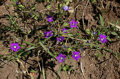 Legousia speculum-veneris