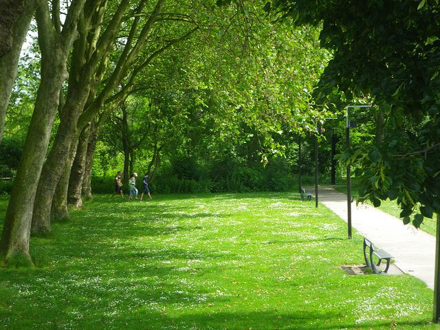 Marroniers et marguerites.