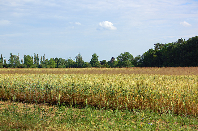 Grenkampo, arboj, nubo (Kornfeld, Bäume und Wolke)