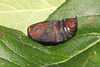 Emperor moth (Saturnia pavonia) pupa