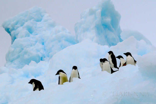 Adelie Penguins on a Bergy Bit