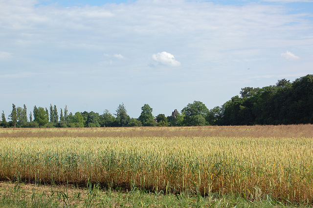 Grenkampo, arboj, nubo (Kornfeld, Bäume und Wolke)