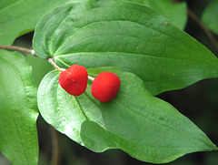 Fairybells