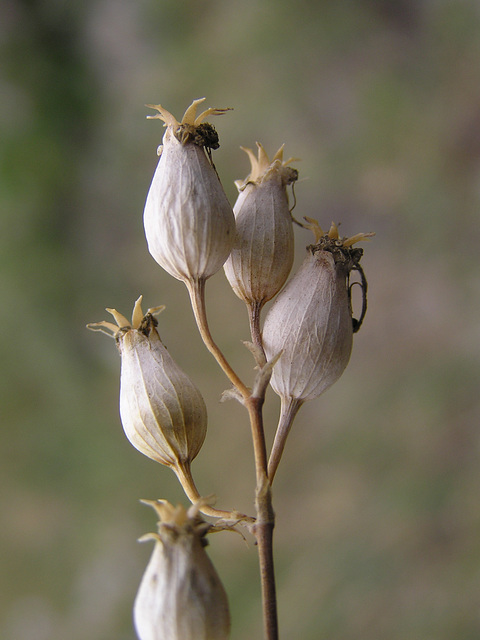 Bladder Campion seedpods