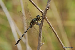 20080310-0020 Green Marsh Hawk