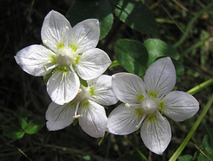 Northern Grass-of-Parnassus