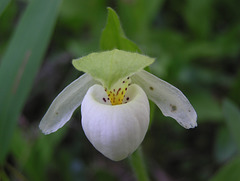 Sparrow's-egg Orchid