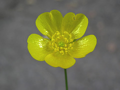 Tall Buttercup