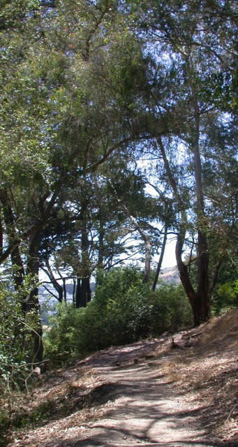 SF Buena Vista Park 3433a