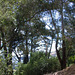 SF Buena Vista Park 3433a