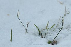 Vogelfutter + Schnee = junges Grün
