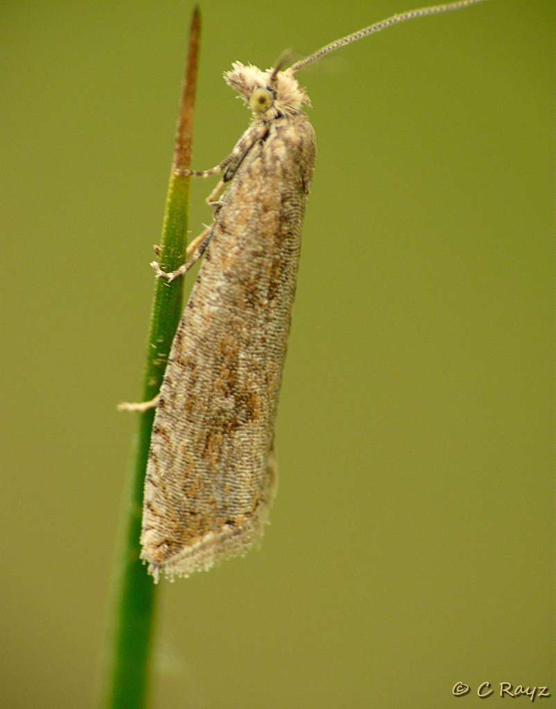 Bactra lancealana