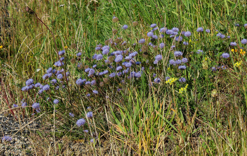 Jasione montana (6)