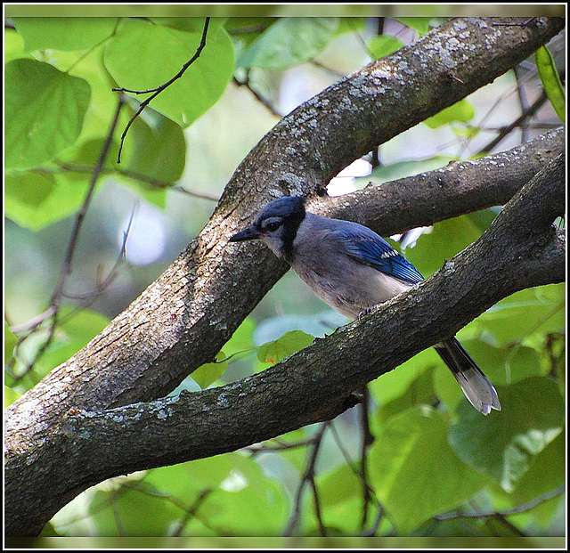 Blue Jay