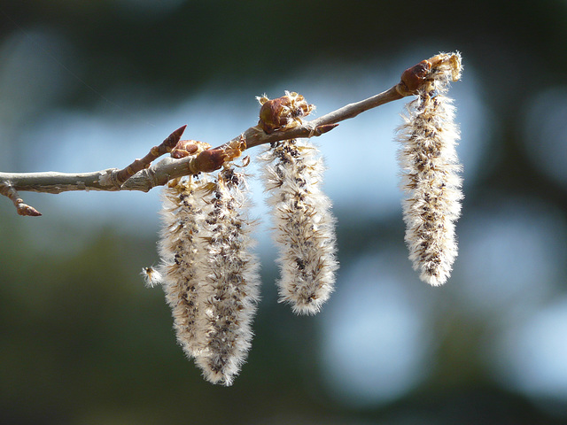 Trembling Aspen