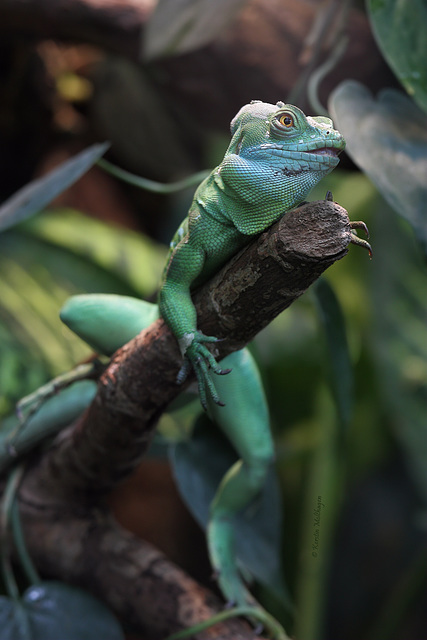 Stirnlappenbasilisk (Wilhelma)