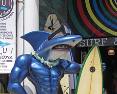 Surf Shop Shark