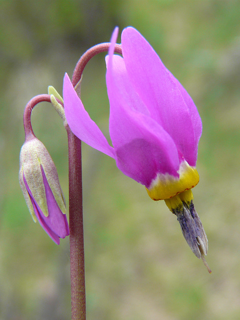 Mountain Shootingstar