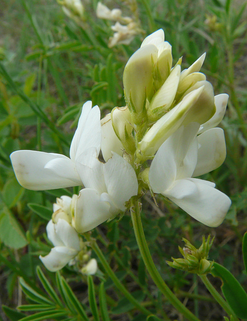 Unusual white Northern Hedysarum