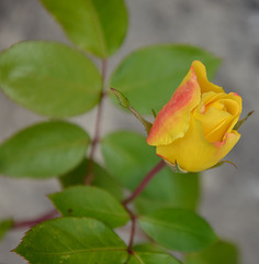 Rose jaune