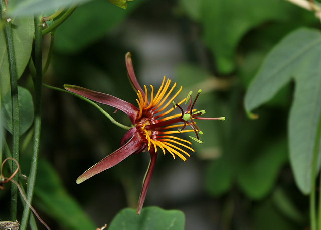Passiflora Sunfire