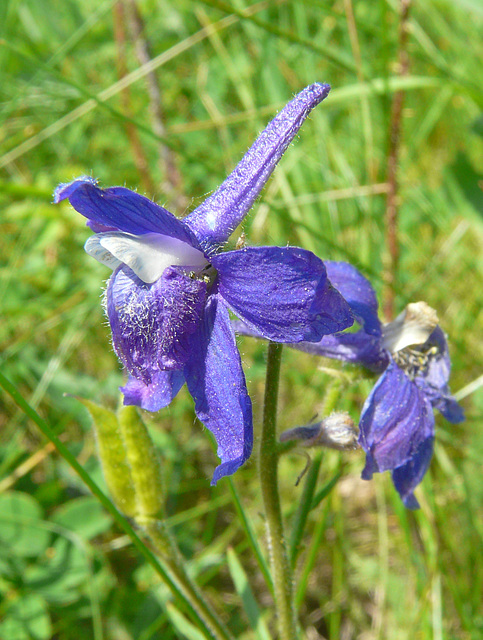 Low Larkspur