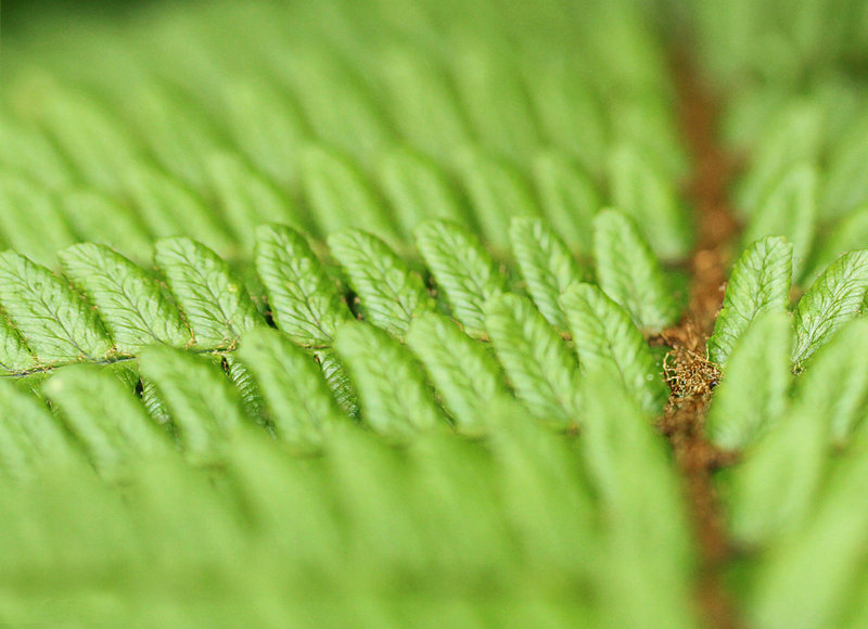 Fern Rowd