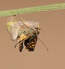 Speckled Wood (Pararge aegeria) pupa hatching