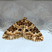 Broken-barred Carpet