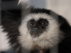 Gibbonkind Jambi (Wilhelma)