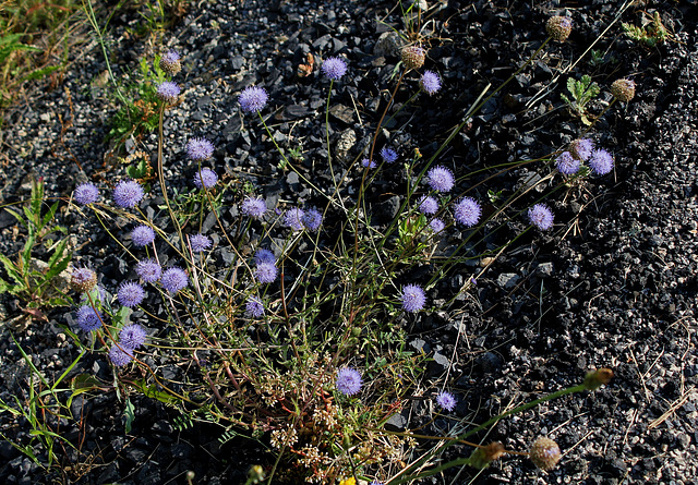 Jasione montana (7)