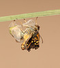Speckled Wood (Pararge aegeria) pupa hatching
