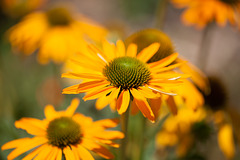 Green-Eyed Coneflower