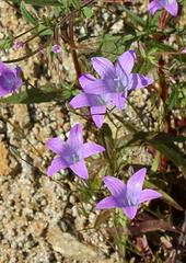 Campanula patula