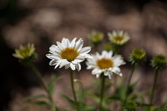 White Echinacea