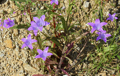 Campanula patula