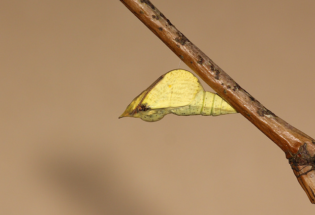 Brimstone (Gonepteryx rhamni) pupa