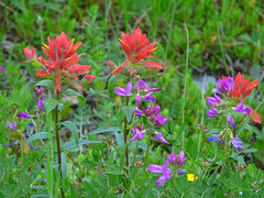 Alpine meadow