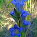 Prairie Gentian