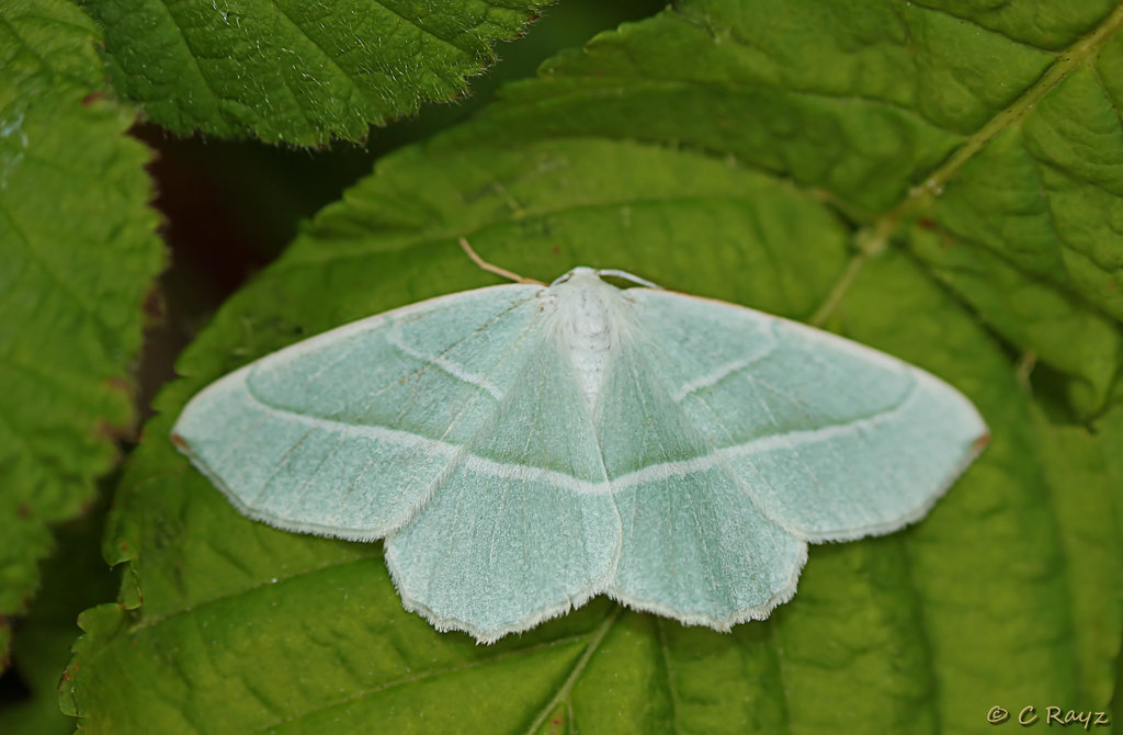 Light Emerald