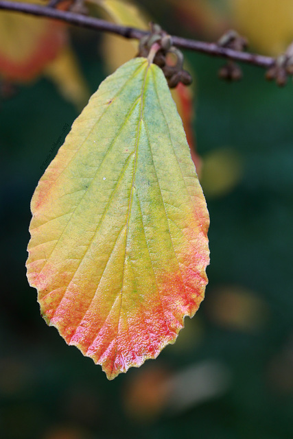 Blatt am farbenfrohen Strauch (Wilhelma)