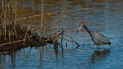 Still Wading for Dinner