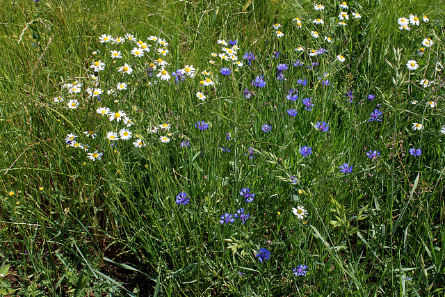 Matricaire et bleuets dans les moissons