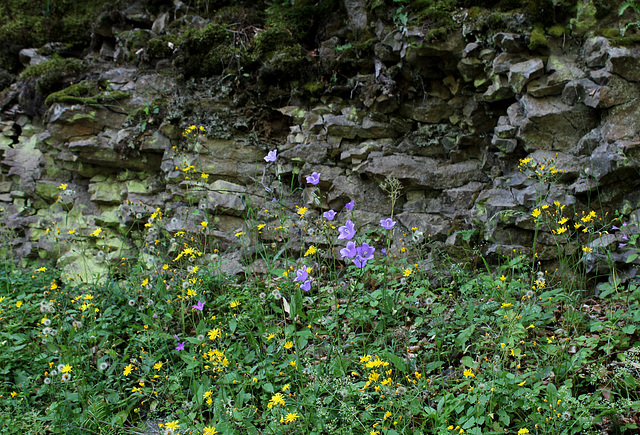 Rochers basaltiques colonisés par Hieracium murorum et Campanula persicifolia